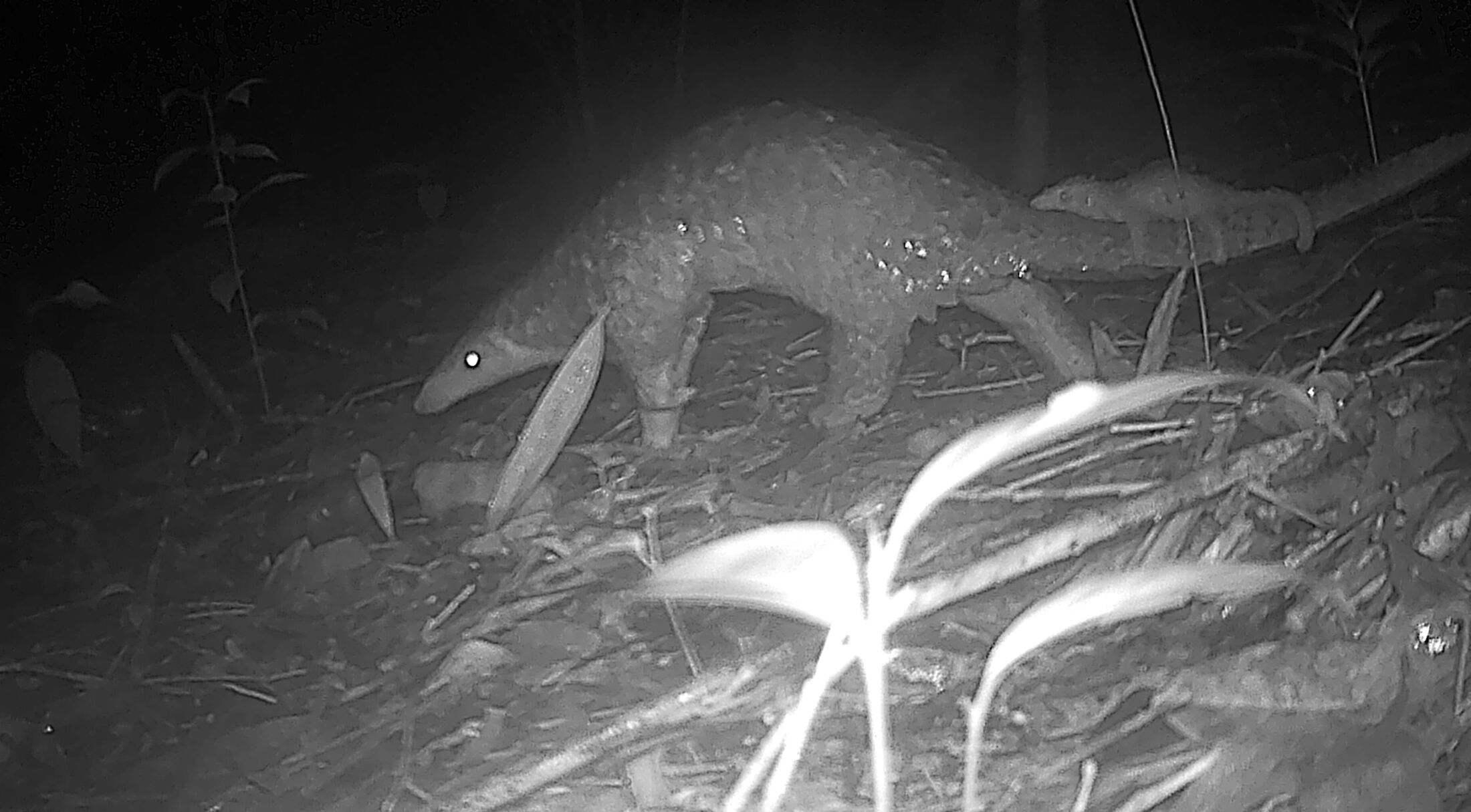 black and white camera trap footage of a pangolin with its baby riding on its tail black and white camera trap footage of a pangolin with its baby riding on its tail